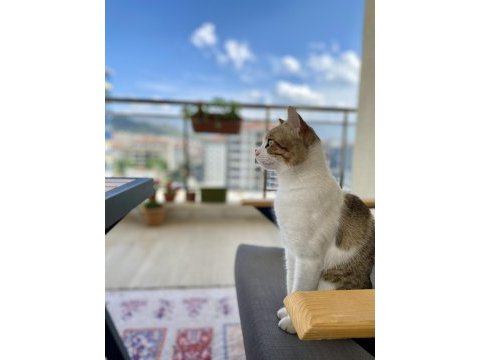 1.5 yaşında tekir uysal ve sevecen