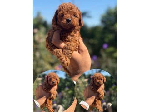 Aşılı çiş eğitimli toy poodle bebekler