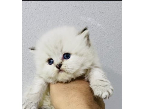 By1125 şecereli british longhair