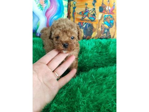 Orjınal a kalıte poodle