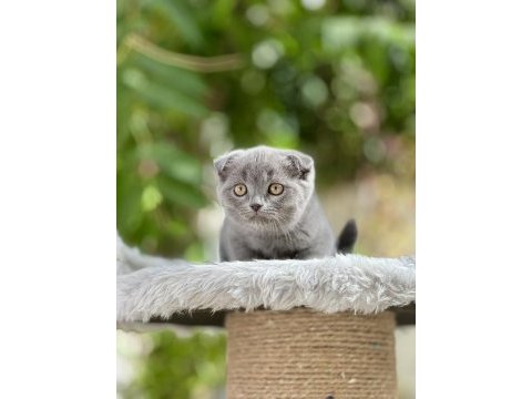Scottish fold bebekler