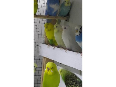 İsteyene hobi olarak yada üretim amaçlı muhabbet takımlar