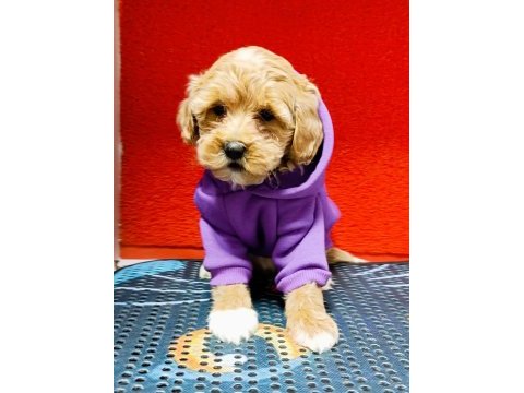 Kıvır kıvır orjınal maltipoo bebekler