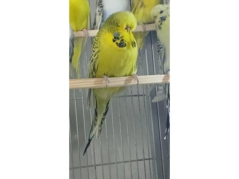 Show jumbo parçalı resesif muhabbet kuşu