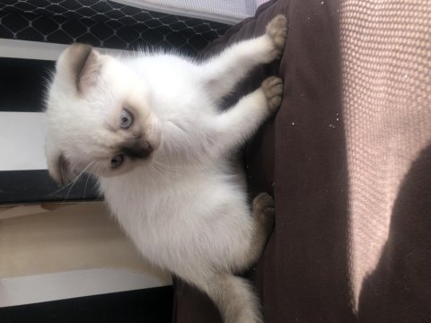 3.5 aylık kedimiz yeni yuvasını arıyoruz
