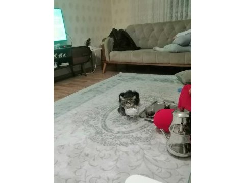 Güzel erkek bir tekir kedidir