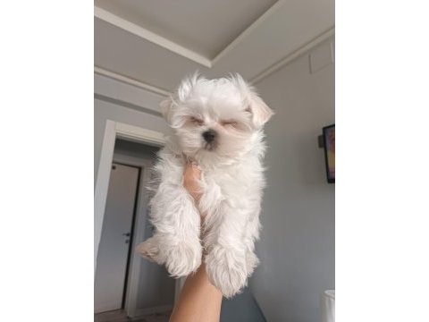 Oyuncu teacup kore maltese
