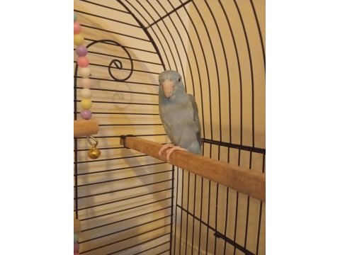 10 aylık forpus papağanı