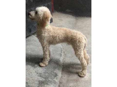 1 yaşına girmek üzere erkek poodle