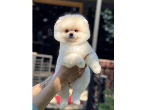 Biblo pomeranian boo teddy face
