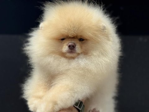 Show kalite fcı export pedigreli kore pomeranian