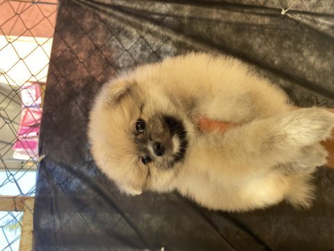 Dişi pomeranian yavrumuz