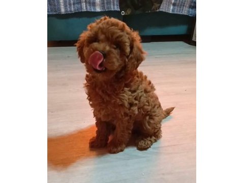 Toy poodle yavrular