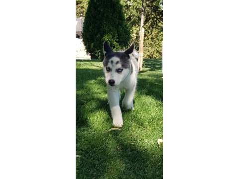 Maviş gözlü safkan husky minikler