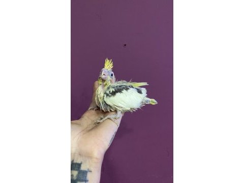El besleme full evcil sultan papağanı bebekleri