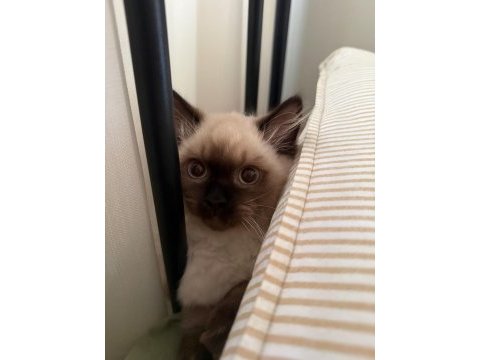5 aylik british longhair blue point