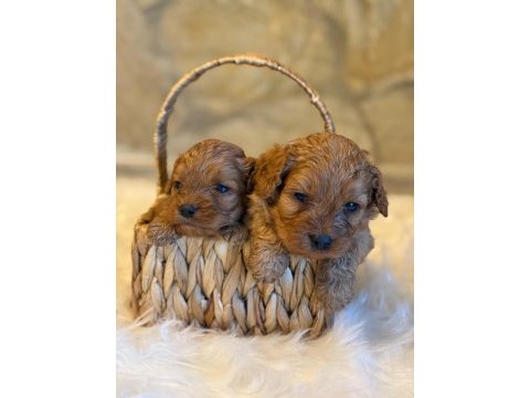 Maltipoo yavrularımız dişi erkek mevcut