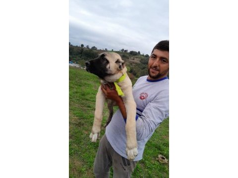 Anadolu aslanı köpeğimiz