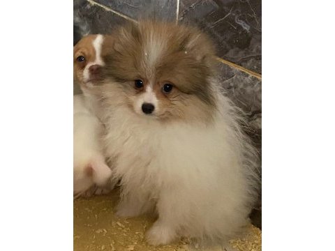 Pomeranian sevgililer gününe özel kampanya