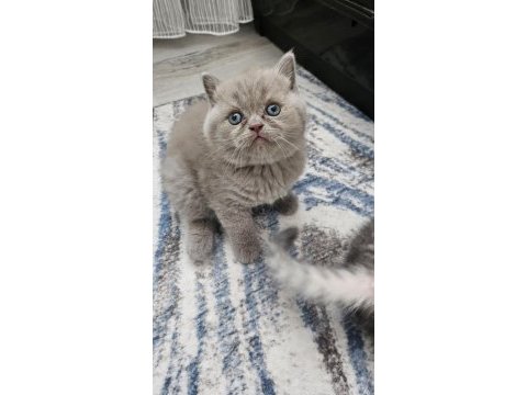 Lılak brıtısh shorthair yavrularım 