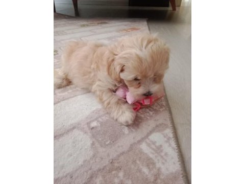 Maltipoo 3 aylık dişi