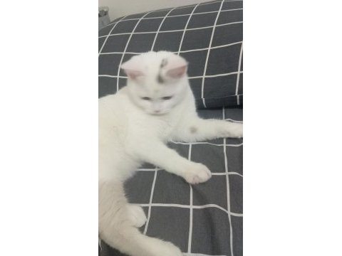 British shorthair kedimize yuva arıyoruz