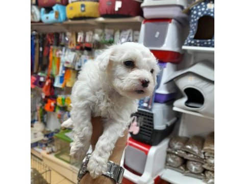Maltese terrier köpeği