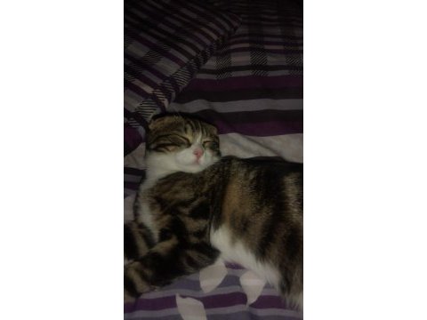 6 aylık kırık kulak scottish fold