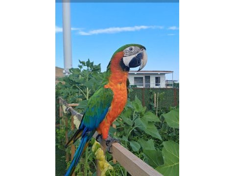 El besleme 11 aylık insan canlısı macaw