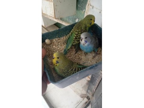 Sağlıklı jumbo yavru muhabbet kuşları