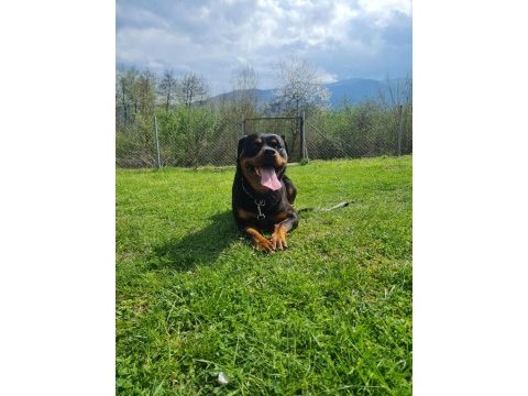 Rottweiler 2 yaşında