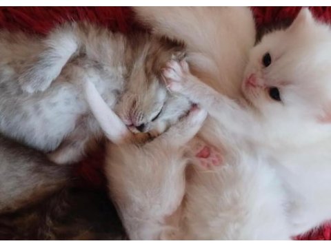 Rezerveye açık british shorthair yavrular