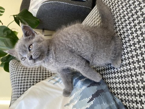 Erkek üç aylık gri harika yavrumuz sahiplendirilecektir