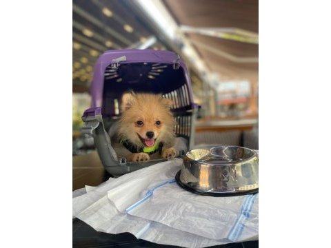 Pomeranian 4.5 aylık erkek