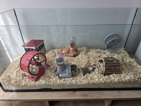3 adet gonzales hamster