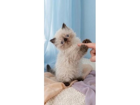 Mini maviş iran kedisi
