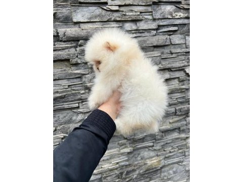 Pomeranian baby face köpeğimiz