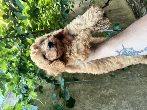 Sağlık ırk garantili poodle bebekler