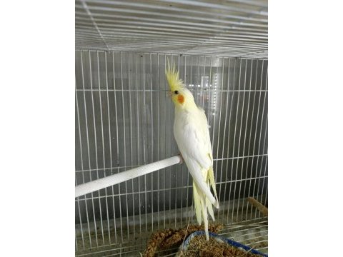 Bebek sultan papağanları