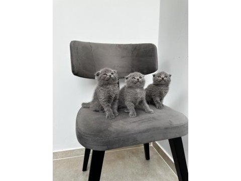 3 adet gri scottish fold yavrular