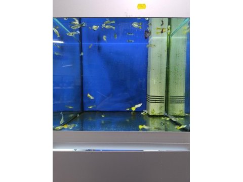 Ciklet beta neon tetra lepistes japon moli