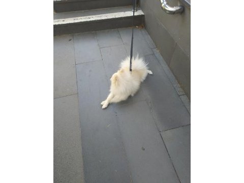 Pomeranian ciğer boo