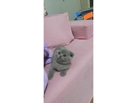 Saf kan ayı surat scottish fold yavrular