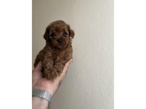 Teacup dişi red poodle