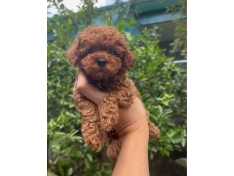 Toy poodle aşılı mikro çipli yavrular