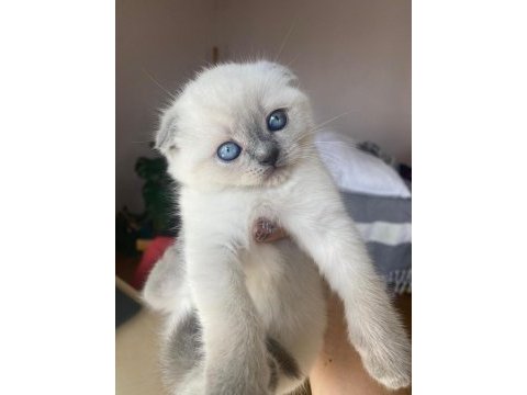 Scottish blue ve blue point yavrular nadir güzellik