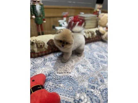 Tedy bear pomeranian boo pupy