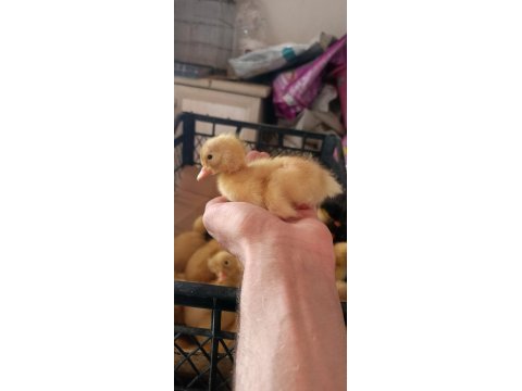 Çoluk çocuğunu sevindir ördek civcivim vardır gel