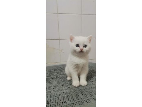 Teslime hazır bebek british shorthair