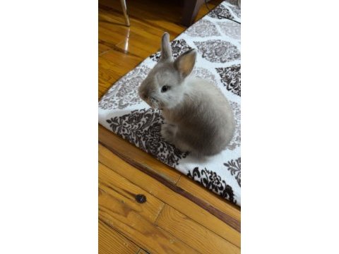 Hollanda lop cüce tavşanım yeni yuvasını arıyor